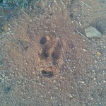 Antbear Tracks