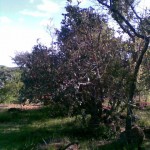 the stamvrug tree